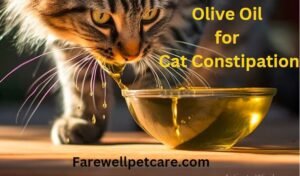 Can I Give My Cat Olive Oil For Constipation The Ultimate Guide