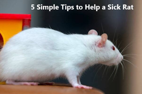 how to help a sick rat