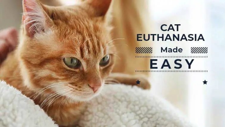 how to euthanize a cat with over the counter drugs