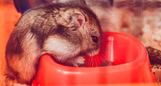 Why Do Hamsters Die So Easily? 15 Causes of Sudden Death