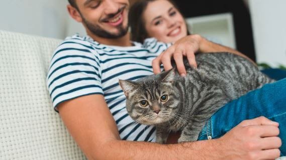 ultimate guide to keeping your first cat