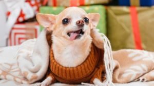 why are chihuahuas so angry?
