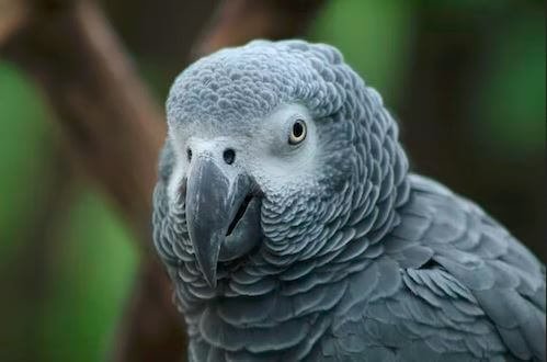 African Grey Parrot