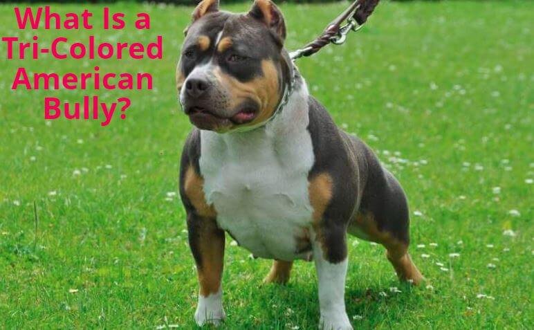 Introduction To The Tri American Bully | atelier-yuwa.ciao.jp