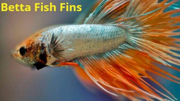 List of 7 Causes and a List of Easy Treatments for Betta Fin Curling ...