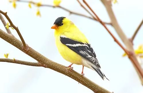 Canary bird