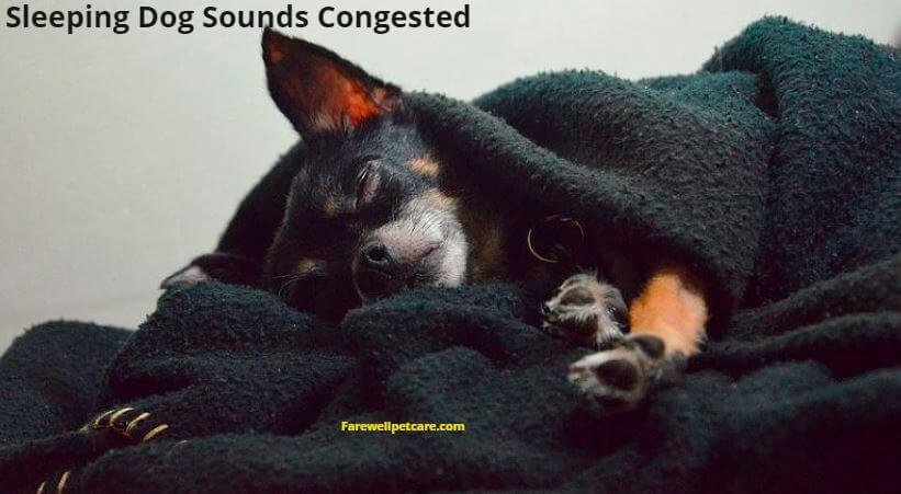 what can you do for a dog that is congested