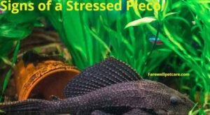 signs of a stressed pleco