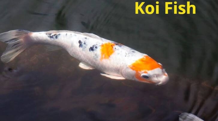 7 Signs of a Stressed Koi Fish and the Most Effective Remedies ...