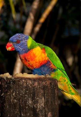 The Amazons bird