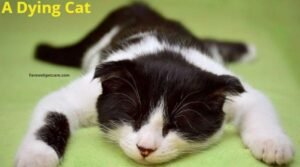 do cats want to be alone when dying?