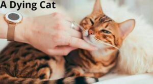 how to comfort a dying cat