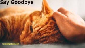 how to say goodbye to a dying cat