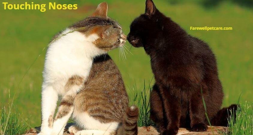 what-does-it-mean-when-cats-touch-noses-3-important-things-to-do