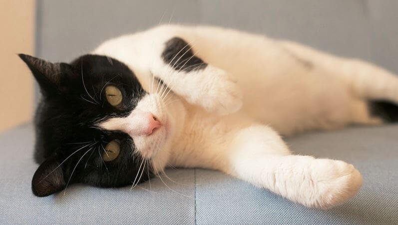 Why Is My Cat So Affectionate in the Morning? Find Out | Farewell Pet Care
