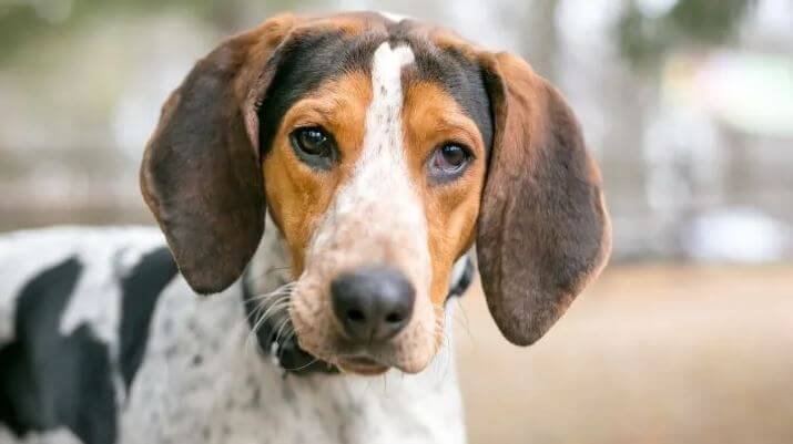 coonhound beagle mix
