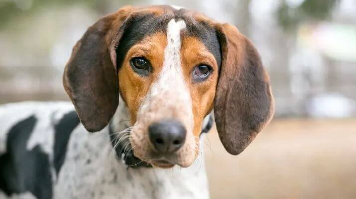 coonhound dog