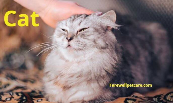 Why Is My Cat So Affectionate in the Morning? Find Out | Farewell Pet Care