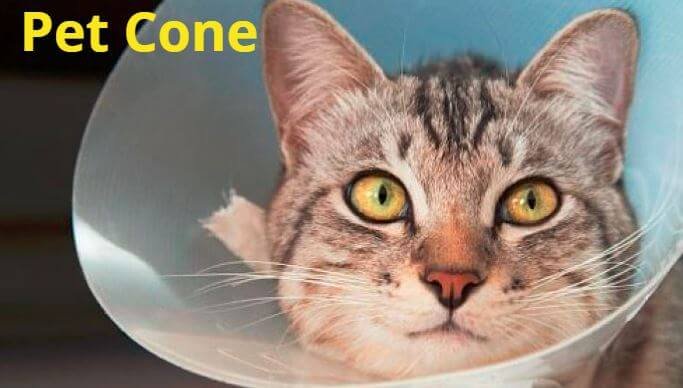 Cat depressed 2025 wearing cone