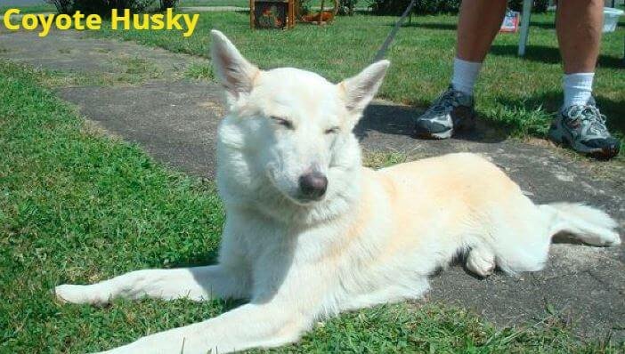 White Coyote Dog Mix