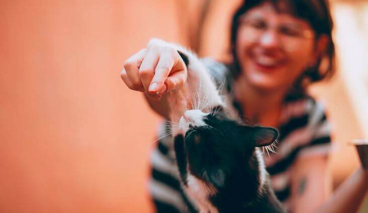 A cat holding a person's hand