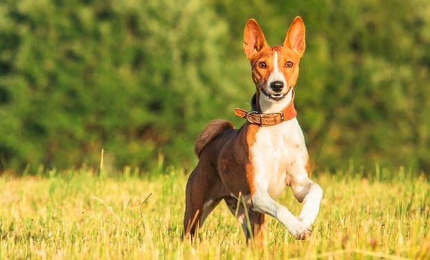 basenji mix dog