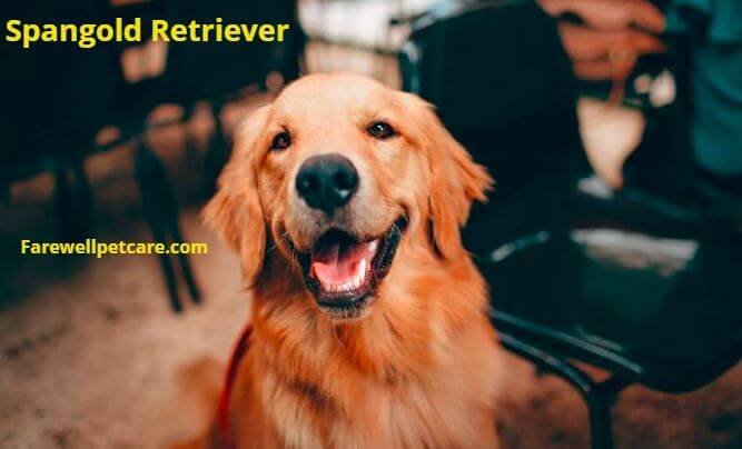 Golden Springer Spaniel Mix: Everything You Know | Farewell Pet Care