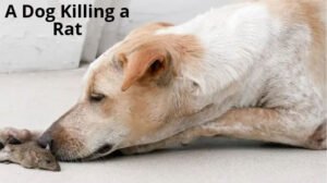 how to clean a dog mouth that had a dead rat