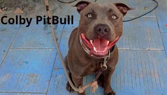 Everything You Need To Know About Colby Pit Bull | Farewell Pet Care