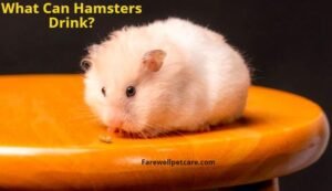 what can hamsters drink besides water?