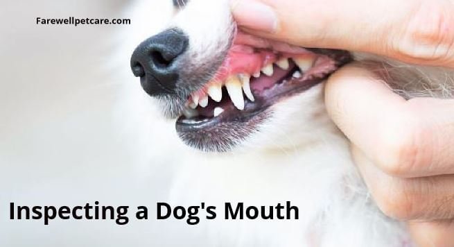 how can i clean my dogs mouth at home