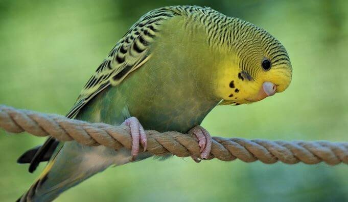 Budgie bird