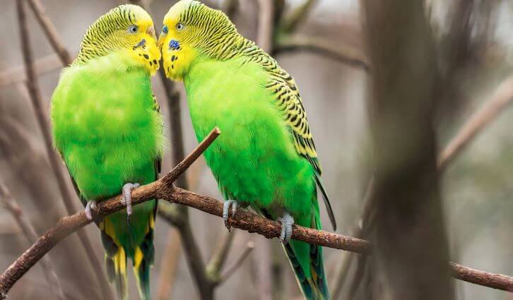 How often do budgies molt?