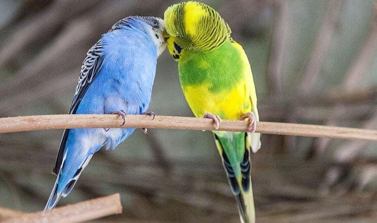 When Do Budgies Molt Their Feathers? Find Out Everything You Need to ...