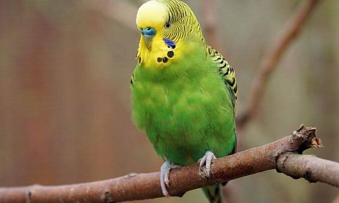 When Do Budgies Molt Their Feathers? Find Out Everything You Need to ...