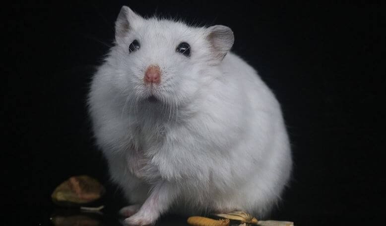 White hamster