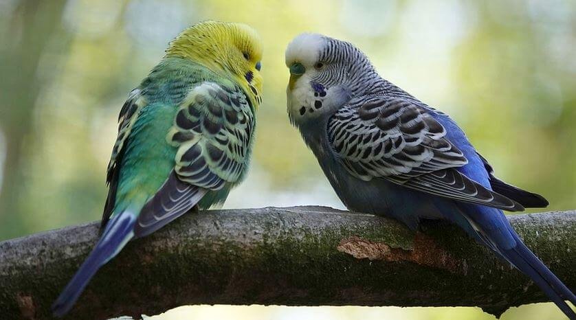 What Is a Lutino Budgie? The Ultimate Guide - Farewell Pet Care