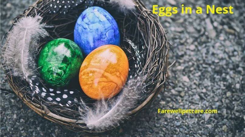 do budgies lay eggs without mating