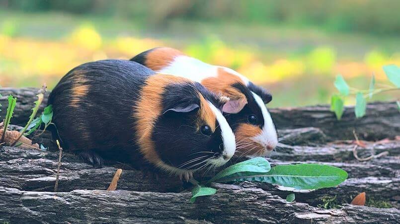 how-to-keep-a-single-guinea-pig-happy-in-5-ways-farewell-pet-care