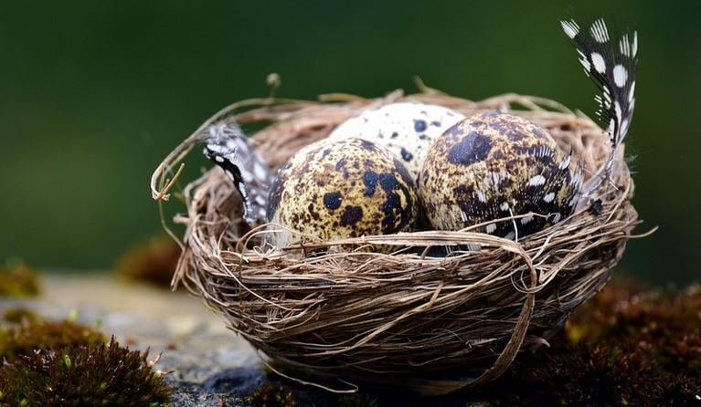 Best Nesting Material For Budgies | informacionpublica.svet.gob.gt