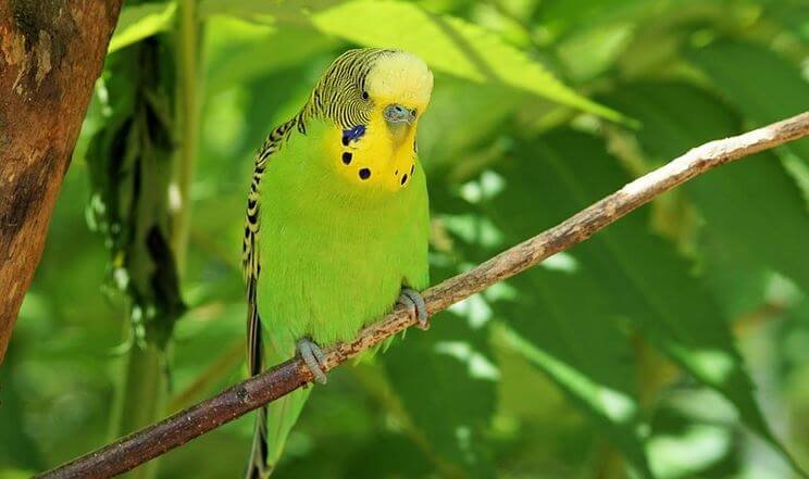 Yellow and green colored budgie bird