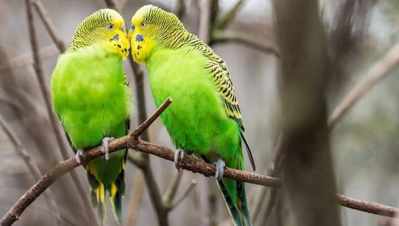 Two budgies on a tree branch