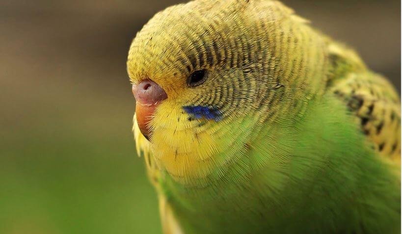 how can you tell if your budgie is overweight?