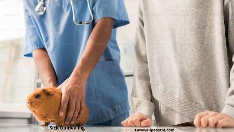 Guinea pig death process