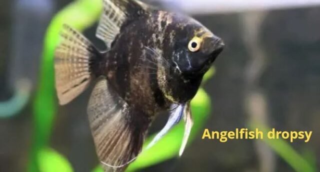 14 Common Angelfish Diseases and Illnesses With Their Treatments ...