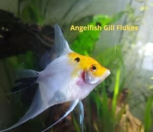 14 Common Angelfish Diseases and Illnesses With Their Treatments ...