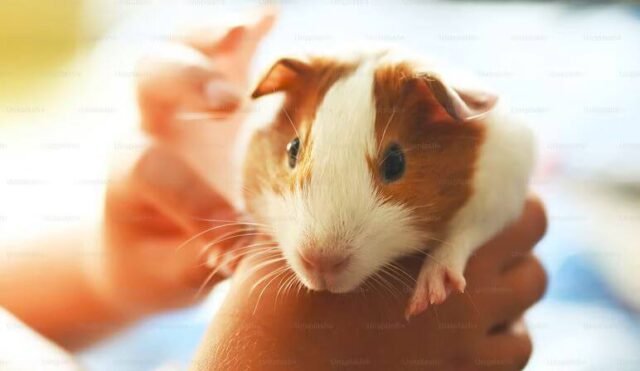 How to Help a Dying Guinea Pig in 7 Easy Ways | Farewell Pet Care