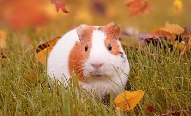 How to Help a Dying Guinea Pig in 7 Easy Ways | Farewell Pet Care