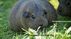 how to care for a pregnant guinea pig
