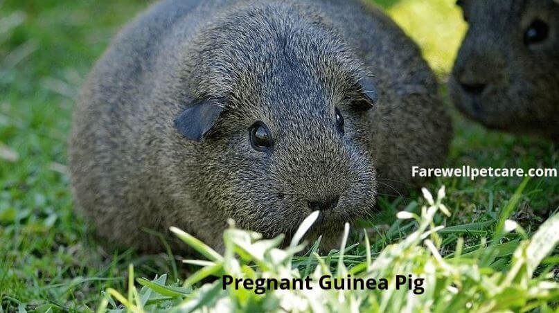 how to care for a pregnant guinea pig